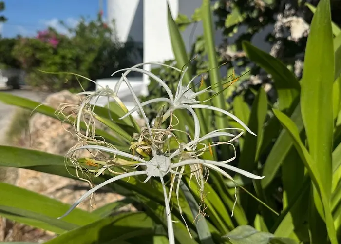 Anguilla Spacious House Beautiful Views 3 Bed